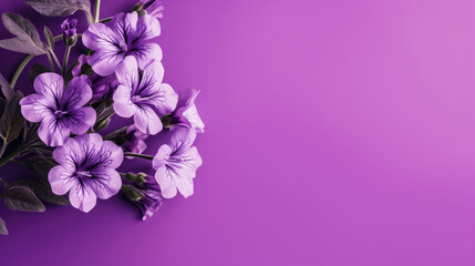 Violet Natural Colors , Background For Banner, HD