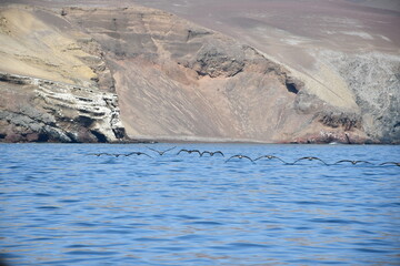Beautiful Chile pelican (Pelecanus thagus) at Islas Ballestas in Peru