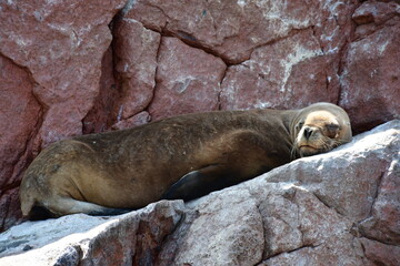 Fototapeta premium Sea lion relaxing at Islas Ballestas (Paracas, Peru)