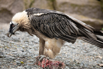 Bearded vulture (Gypaetus barbatus) hawk