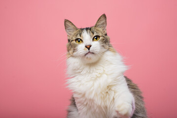 Portrait of white chest tabby cat. Pink background.