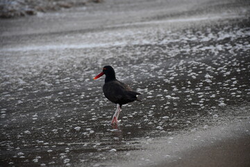 Beautiful South American Oystercatcher  (Haematopus ater) in Peru