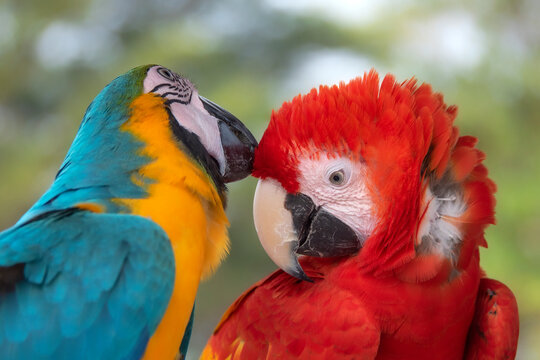 Close-up portrait of two Macaw birds grooming each other, Indonesia