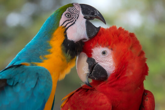 Close-up portrait of two Macaw birds grooming each other, Indonesia