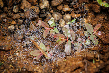 Dew on spiderweb among plants, Galapagos