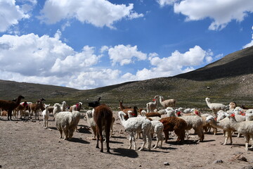 Obraz premium Alpaca herd in Peru