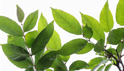Fototapeta na wymiar isolated leaves on white background