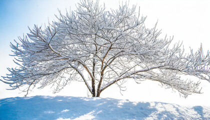 isolated branches of a snow tree on white background
