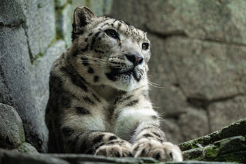 Big white Snow leopard lies with piercing yellow eyes