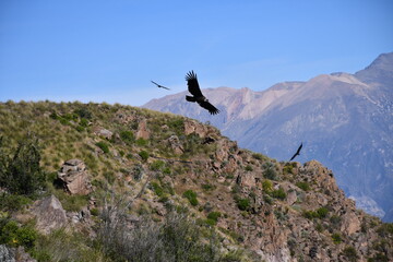 Condors in Colca Canyon - Valley of condors in Peru