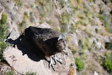 Condors in Colca Canyon - Valley of condors in Peru