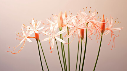 Spider Lily Natural Colors , Background For Banner, HD