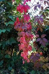 Close up of colorful pink leaves of virgin vines on a fence