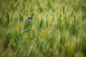 Motacilla flava in the wheat field