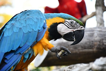 Beautiful and colourful Aras in Amazonas region (Peru)