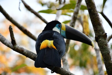 Beautifulwhite-breasted toucan (Ramphastos tucanus) at Amazonas in Peru