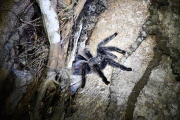 Tarantula at Amazonas Rainforest | Peru