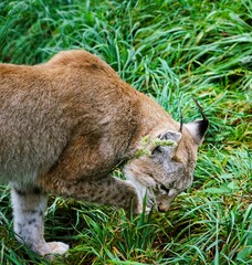 Close up of a lynx licking its lips with pleasure after feeding