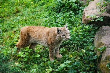Close up of a lynx leisurely strutting across a green meadow