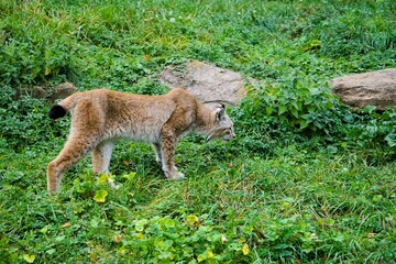 Close up of a lynx leisurely strutting across a green meadow