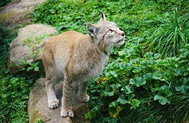 Close up of a lynx on green meadow attentively pursuing its prey