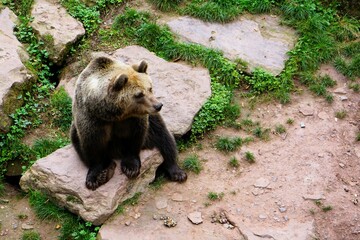 Close-up of a european brown bear strolling leisurely over a green meadow, Ursus arctos