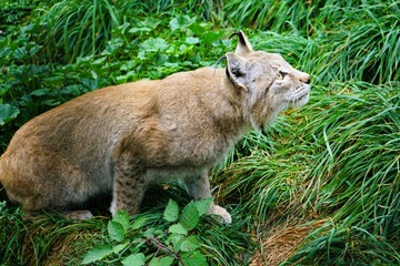Close up of a lynx on green meadow attentively pursuing its prey