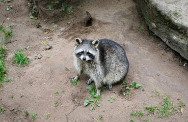 Close up of a curious playful raccoon on earthy ground, Procyon lotor