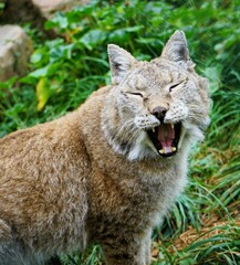 Close up of young tired lynx on green meadow yawning tiredly towards camera