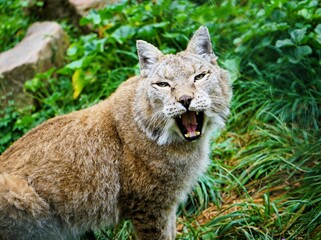 Close up of young lynx on green meadow hissing angrily into camera