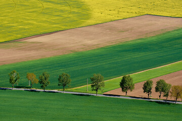 agricultural crops in the spring in the field
