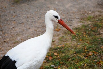 close up of a white stork with bright red beak walking across a green meadow