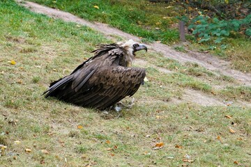 Mighty brown cinereous vulture with retracted neck and large wingspan sits on a green meadow in search of prey