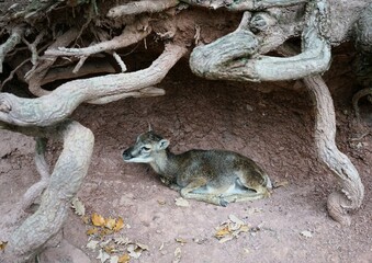 Cute little mouflon baby lying in a burrow surrounded by branches, Ovis gmelini
