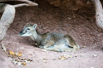 Cute little mouflon baby lying in a burrow surrounded by branches, Ovis gmelini