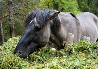 Naklejka na ściany i meble Beautiful polish konik horse eats fresh green grass