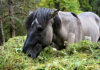Beautiful polish konik horse eats fresh green grass © Thomas