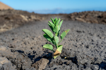 single plant growing in the lunar landscape of the lava field in Lanzarote, canaries. Leading,...