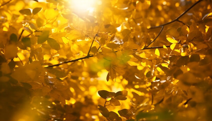 Obraz premium Vibrant autumn maple leaves shine in sunrise golden light generated by AI