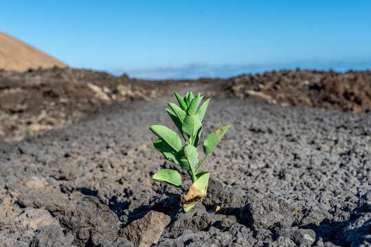 single plant growing in the lunar landscape of the lava field in Lanzarote, canaries. Leading, enduring, courage