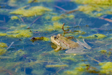 big lake frog sitting in the sun