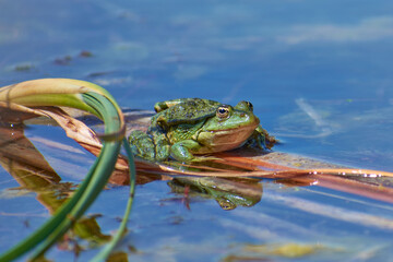 big pond frog sitting on a leaf in the sun