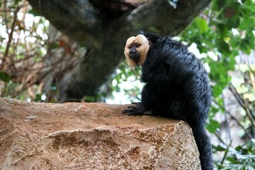 Close up of male white-faced saki monkey sitting on a rock 