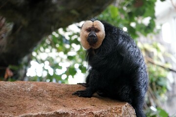 Close up of male white-faced saki monkey sitting on a rock 