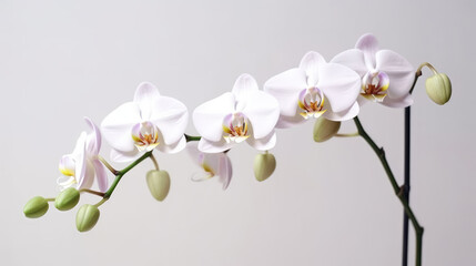 Fototapeta na wymiar Orchid Natural Colors , Background For Banner, HD