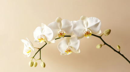 Naklejka na ściany i meble Orchid Natural Colors , Background For Banner, HD