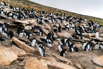 イワトビペンギン　フォークランド諸島