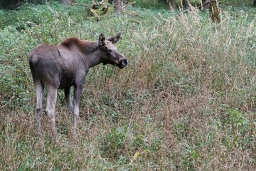 Naklejka na ściany i meble Photograph of a young brown moose in the forest in autumn