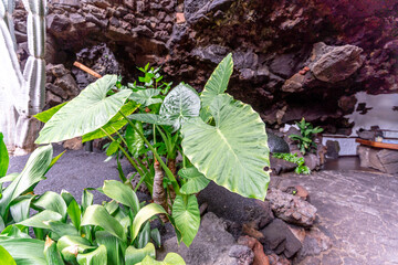Green big leaves of alocasia plant growing on lava in lanzarote, canary island, Spain