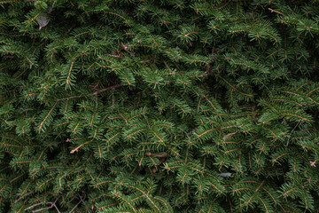 pine tree with lush, green branches in a captivating close-up, a symbol of natural serenity